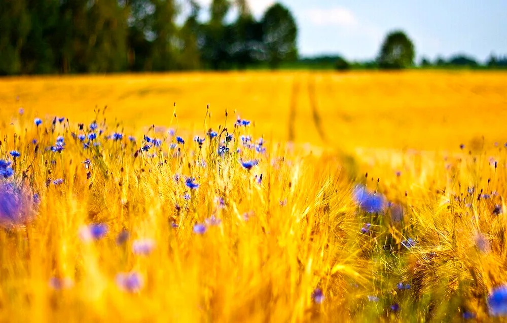 Field with cornflowers