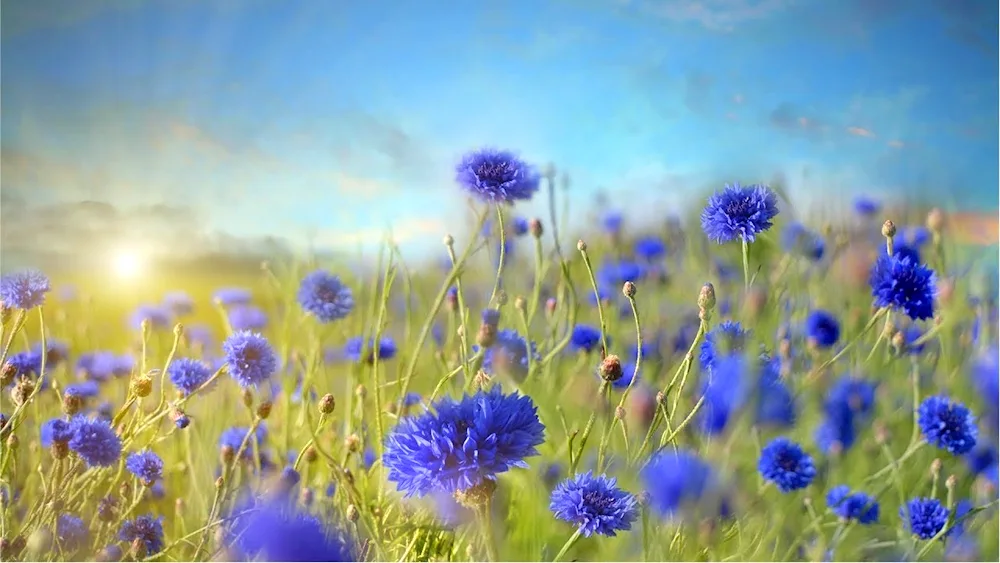 Cornflower flowers