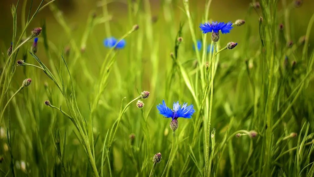 Field flowers