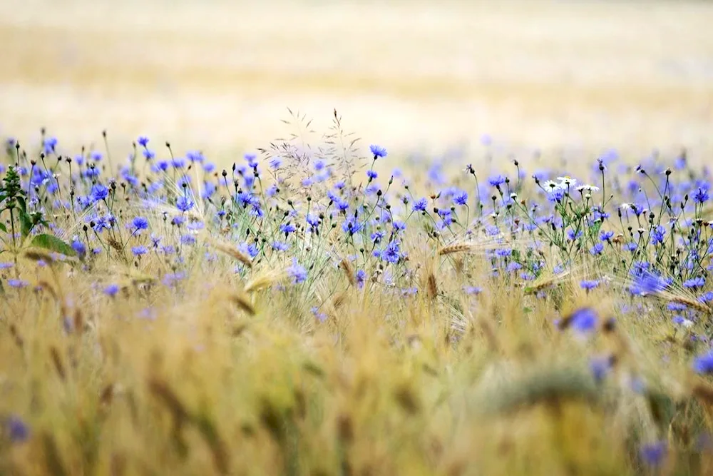 Prokudin-Gorsky cornflowers in rye