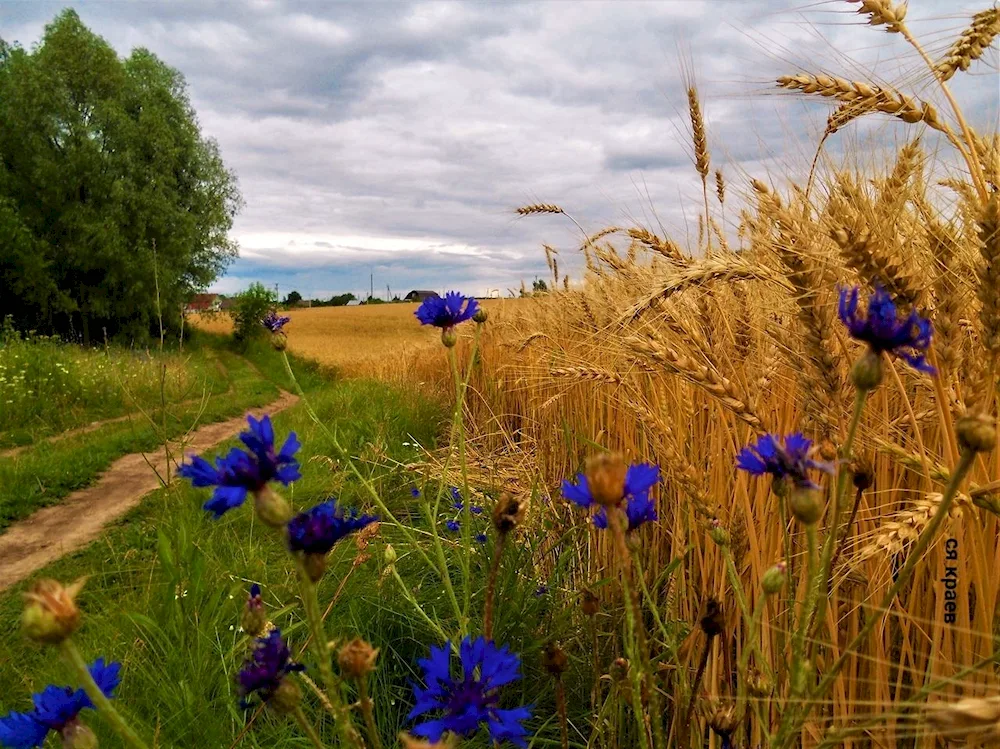 Prokudin-. Gorsky cornflowers in the rye