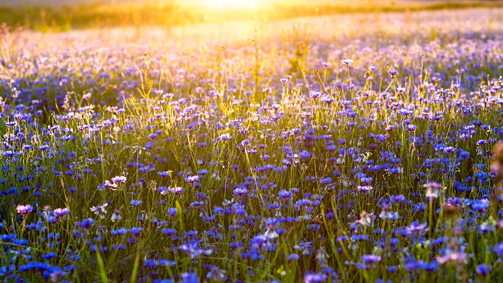 Prokudin-Gorsky cornflowers in the rye