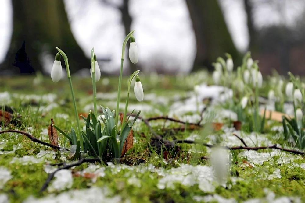 Prolesca Crocus halanthus