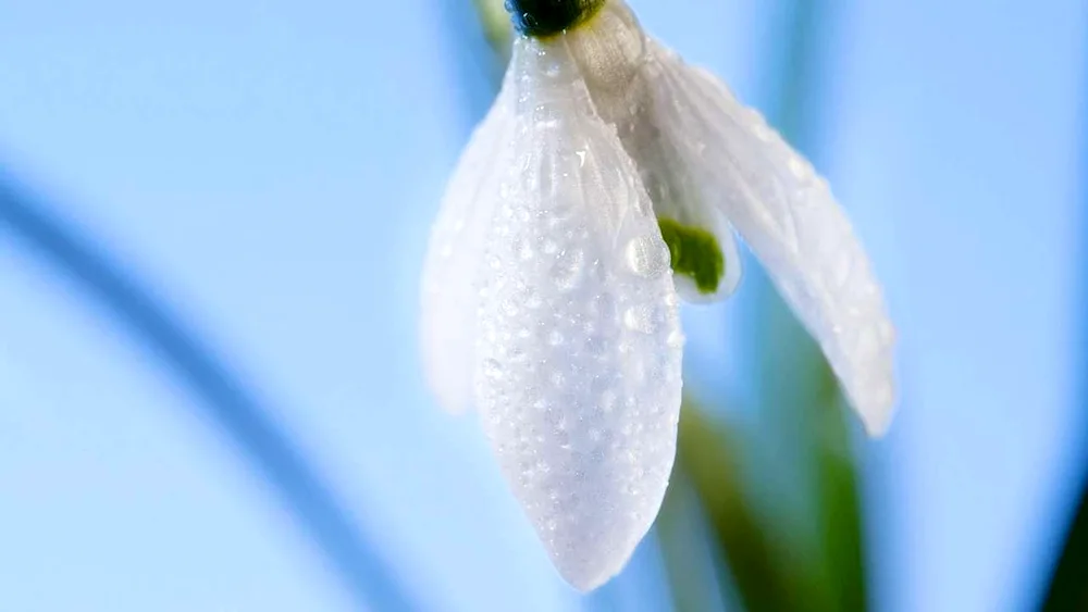 Prolesca Crocus Galanthus