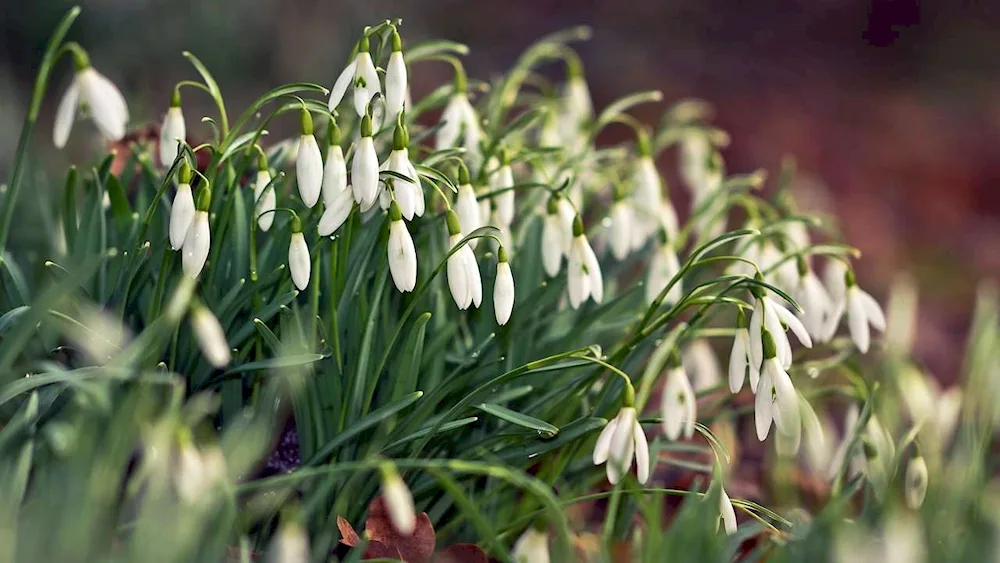 Prolesca Crocus Galanthus