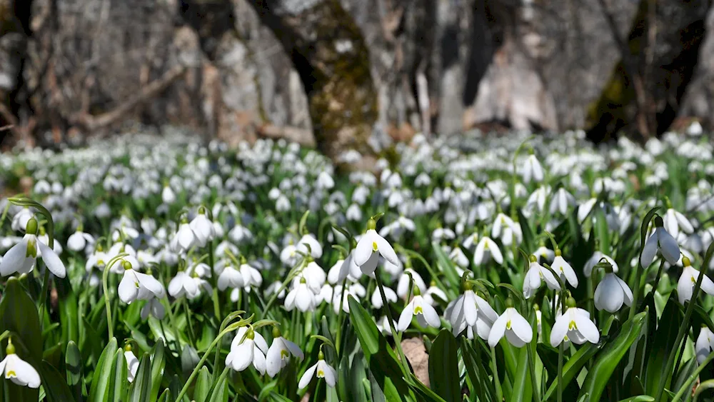 Prolesca Crocus Galanthus