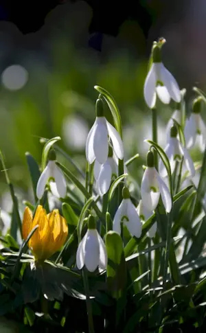 Snowdrops snowdrops crocuses