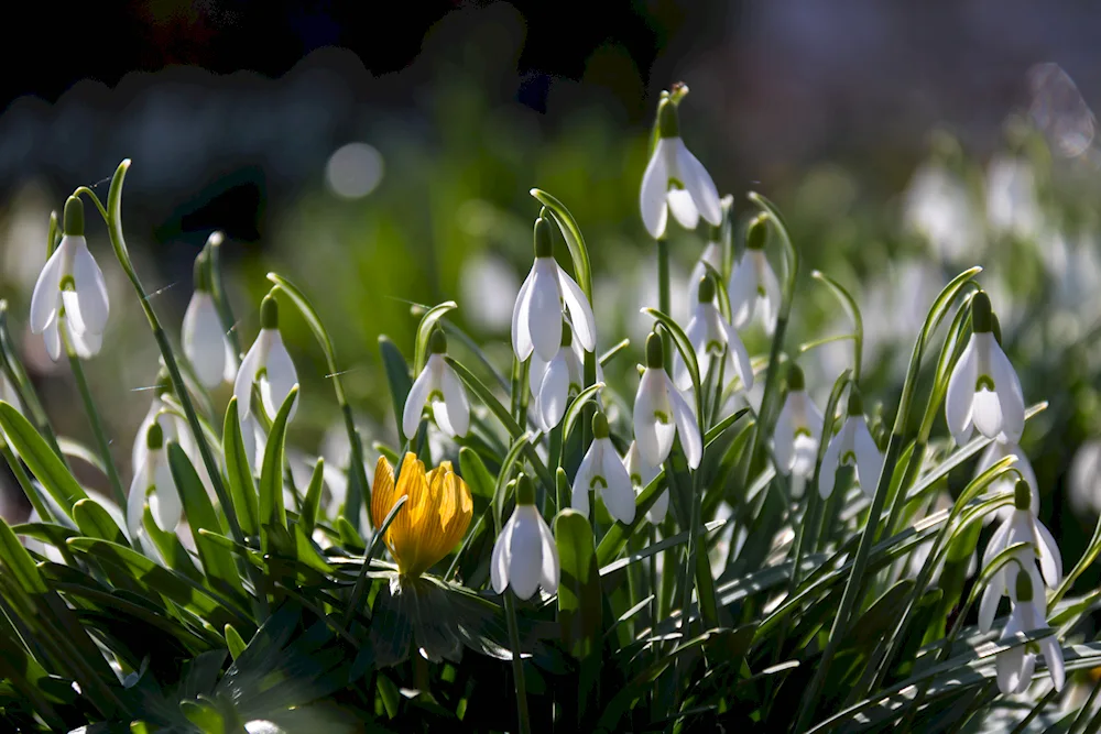 Snowdrops snowdrops crocuses