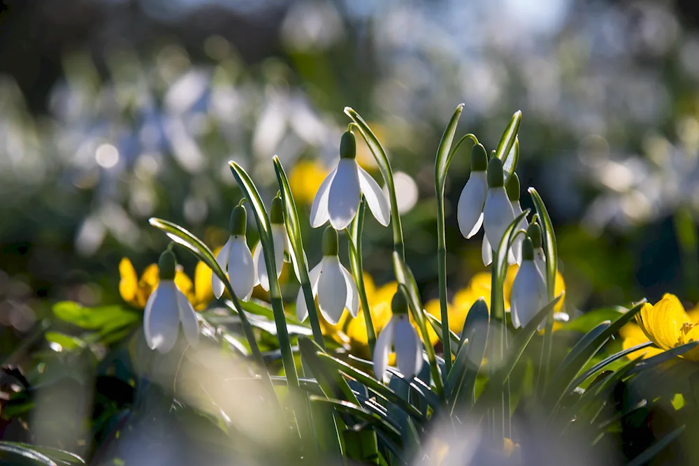 First flowers crocus