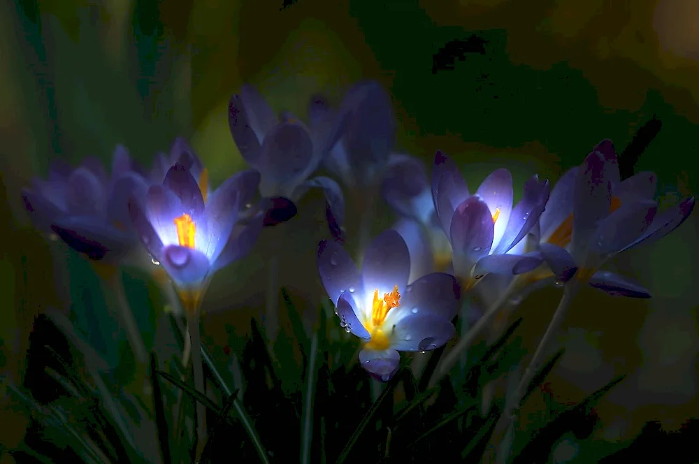 Night flowers