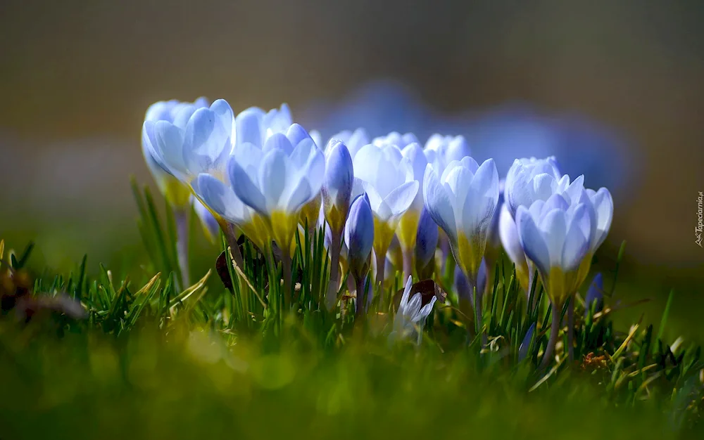 Flowers snowdrops crocus hyacinths.