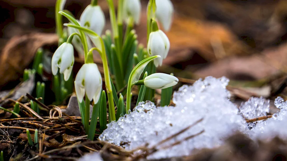 Snowdrop Narrow-leaved