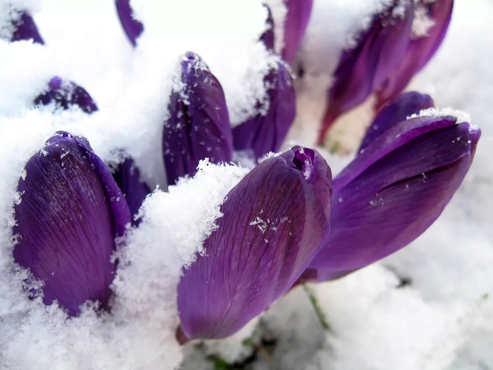 Crocuses and snowdrops