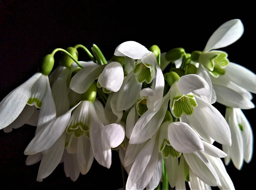 Spring white flower and snowdrops