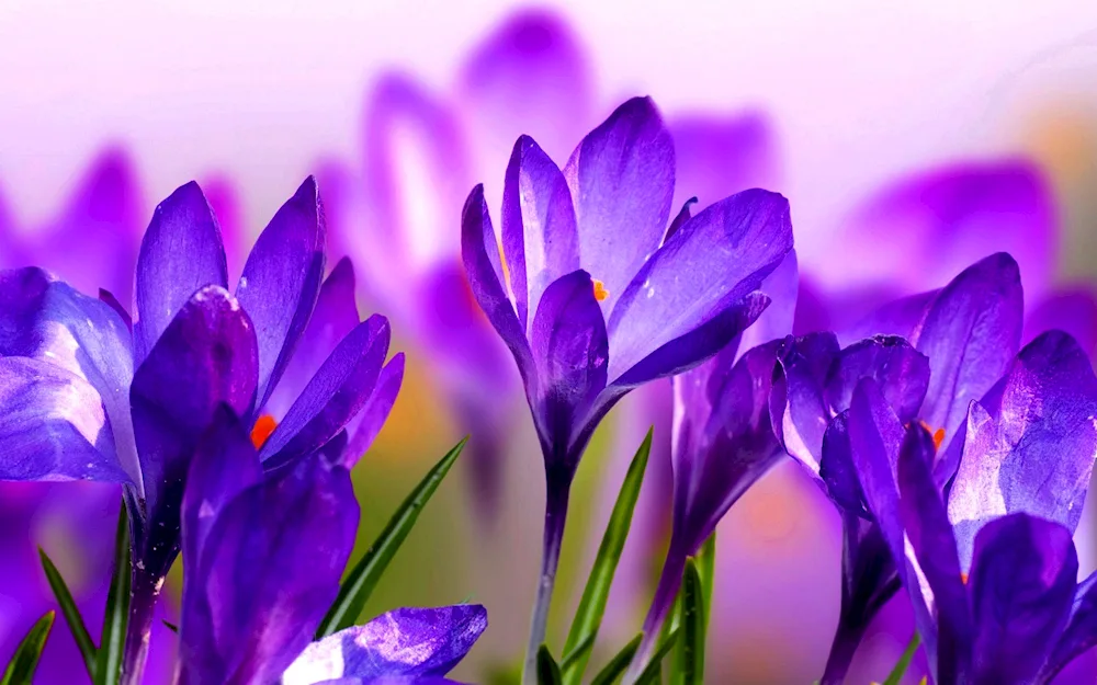 Flowers snowdrops crocus hyacinths.