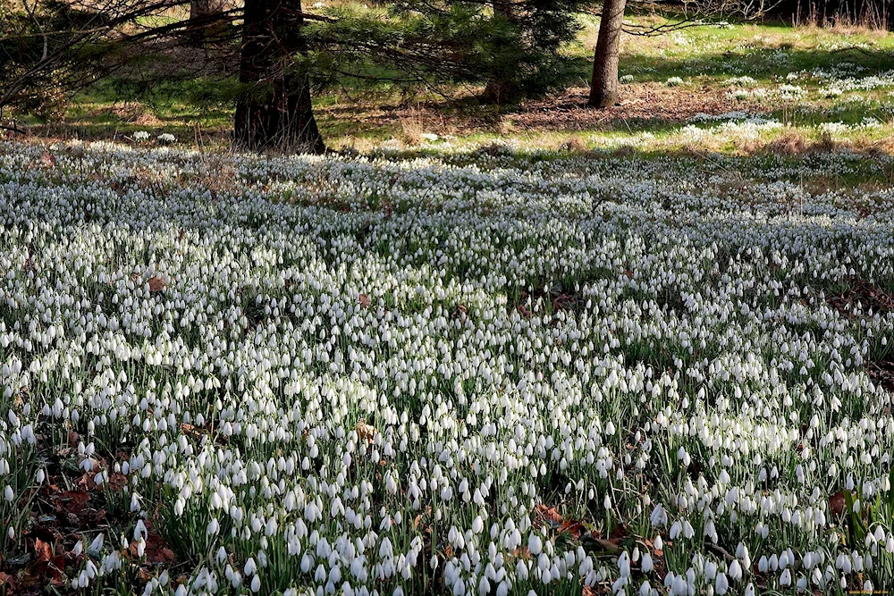 Snowdrops in Beshtau