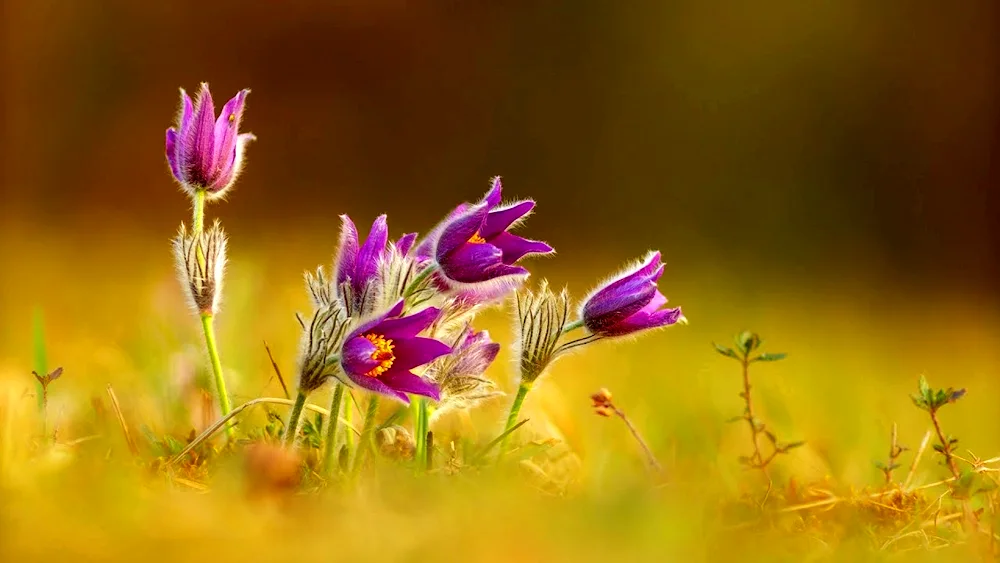 Cosmia meadow