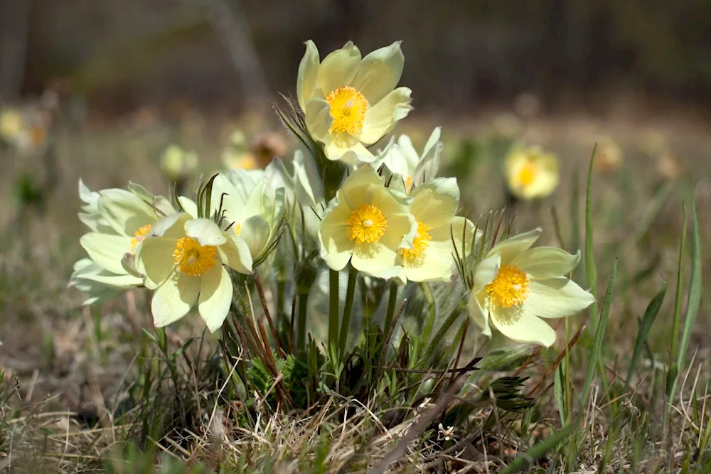 Crocus Saffron yellow