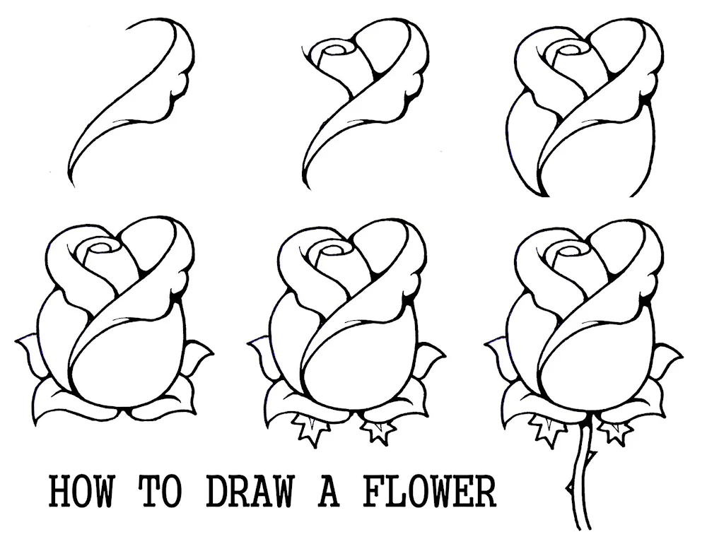 Bear Pencil Drawings for Sketching