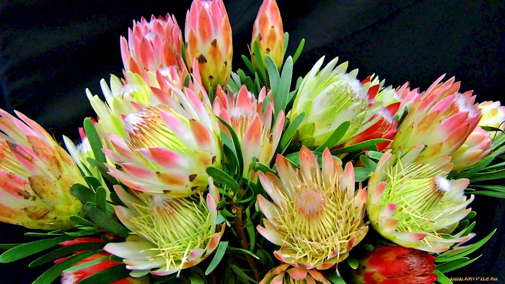 Protea Grandicolor