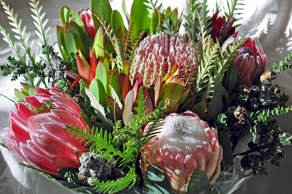 Protea Madiba