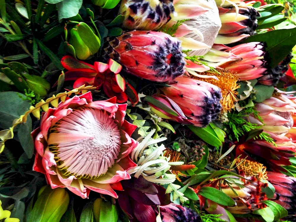 Protea Nutan Gloriosa Strelizia bouquet