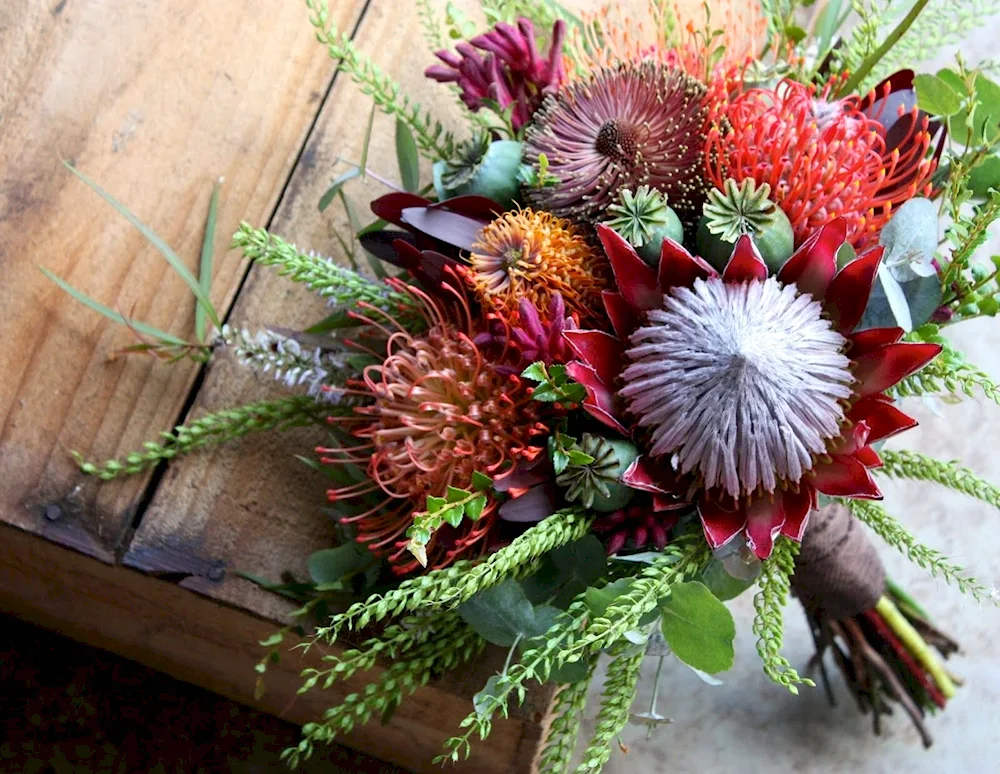 Protea Nutan flower