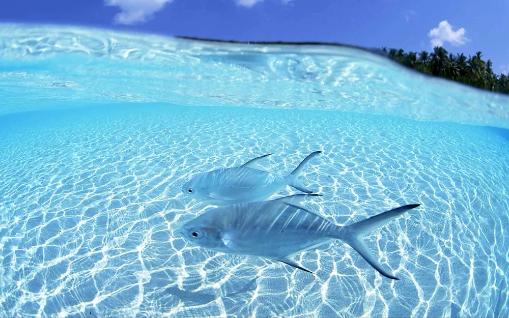 Transparent Sea