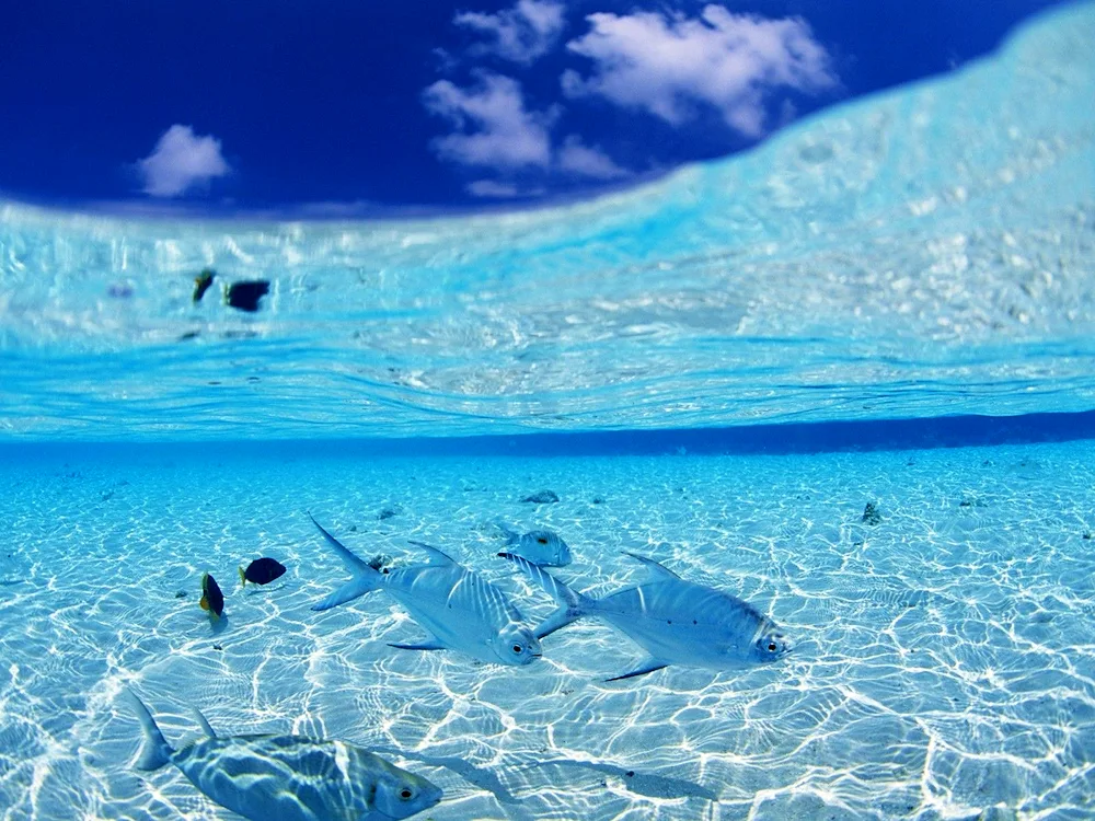 Caribbean coral reefs