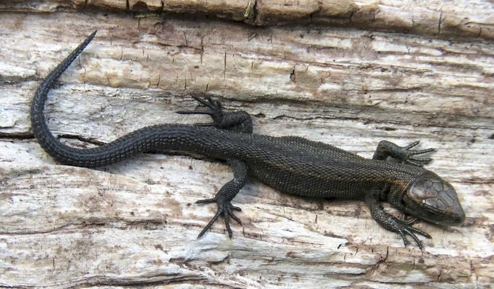 Melanistic lizard