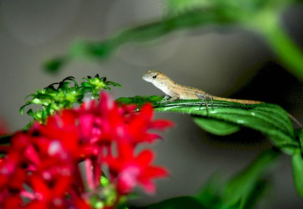 Mouth lizard common Triton