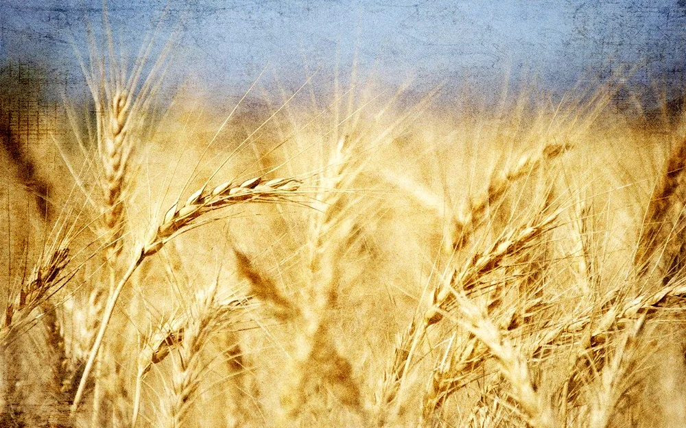 Wheat field