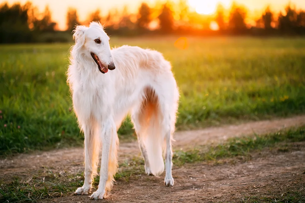 Hound Greyhound