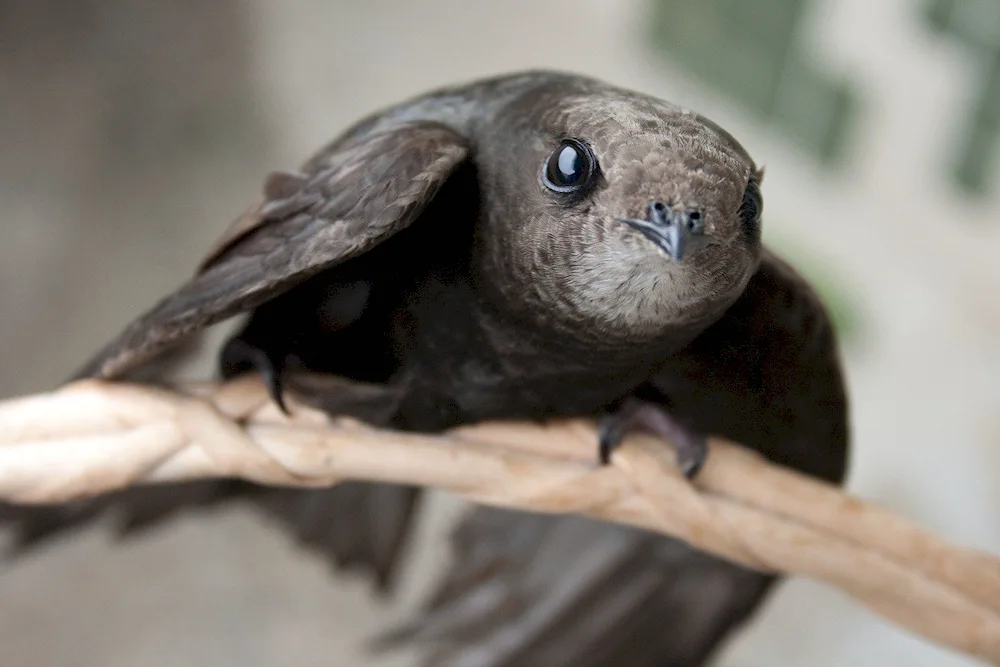 Pintail Swift chick