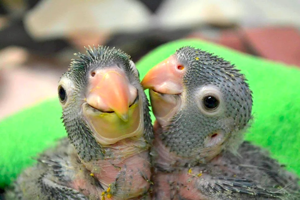 Newborn parrot chicks