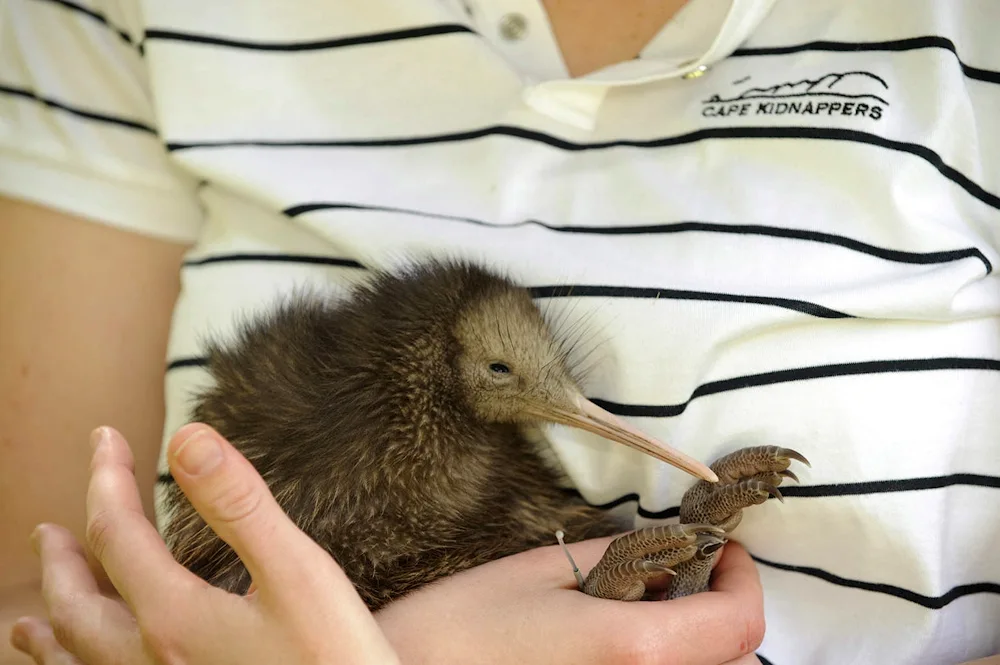 Kiwi bird