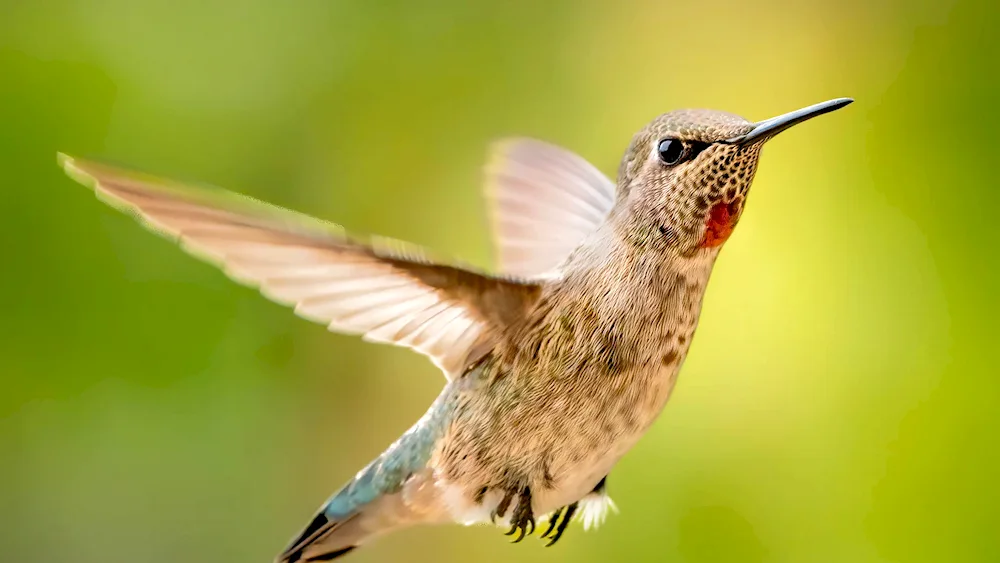 Chick Hummingbird