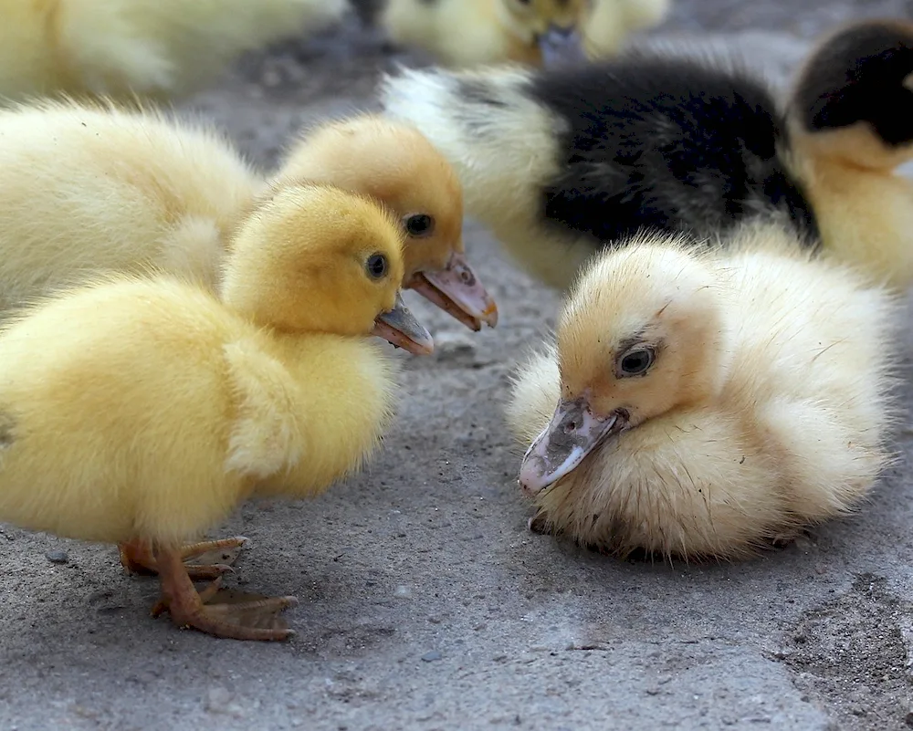 Canadian goose chicks