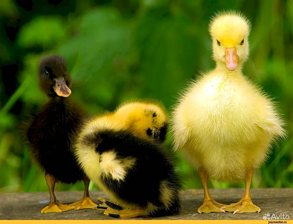 Moulard duck chick