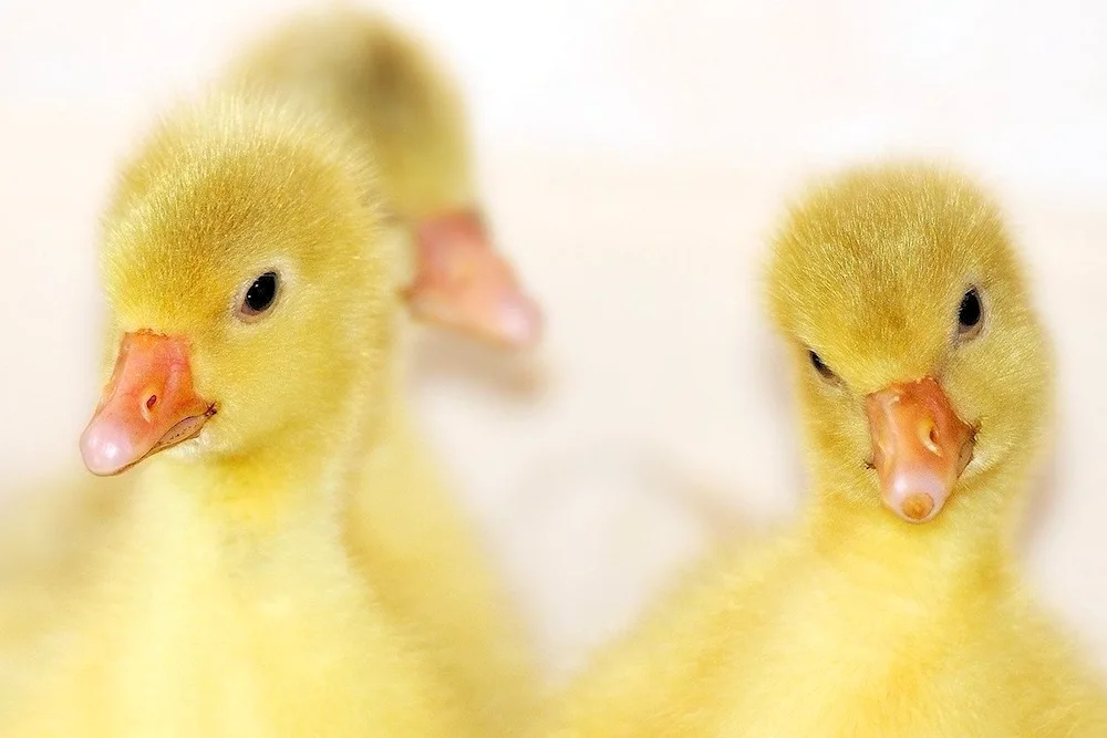 Moulard duck chick