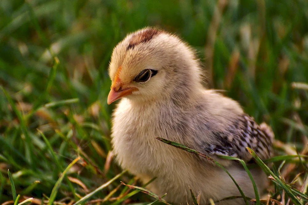 Lark chick with chicks