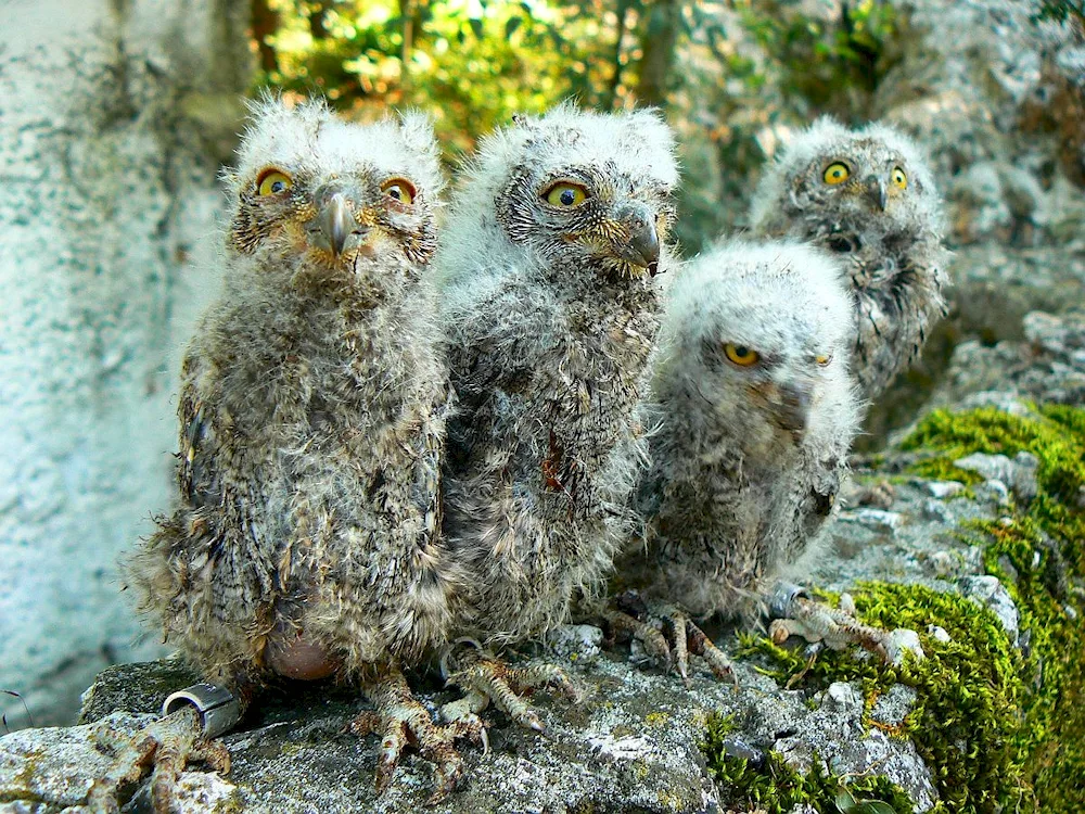 Cat among the owls