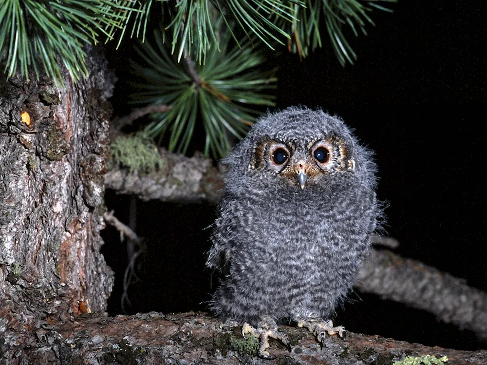 Owl