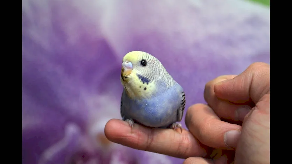 Wavy parrot chicks