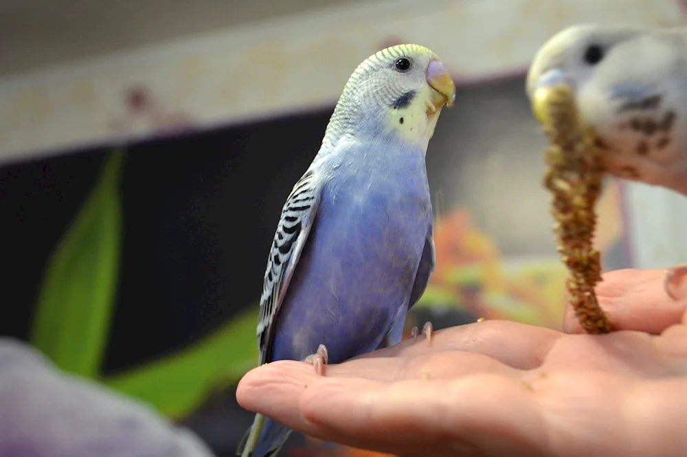 Wavy parrot chicks