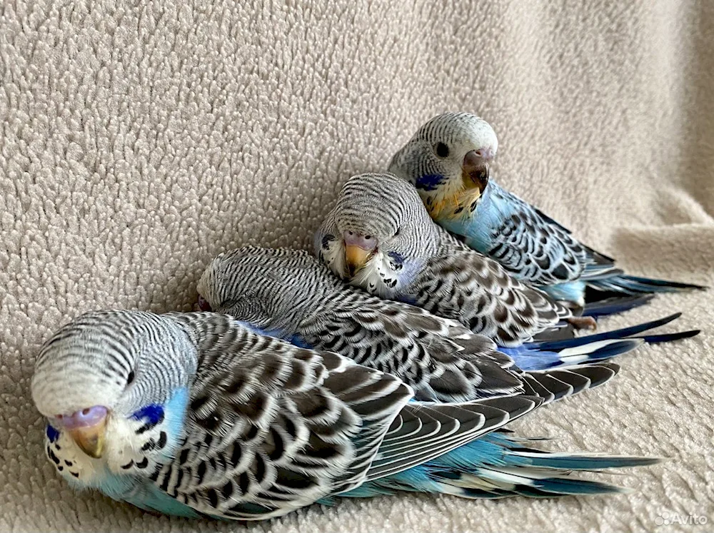 Wavy parrot chicks