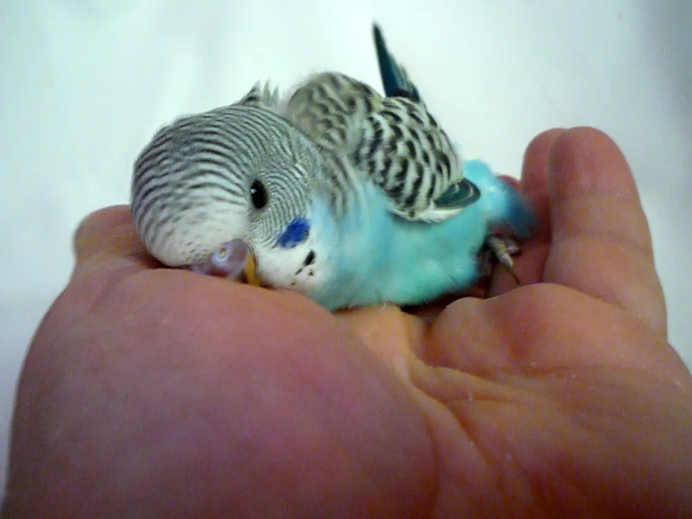 Wavy parrot chicks