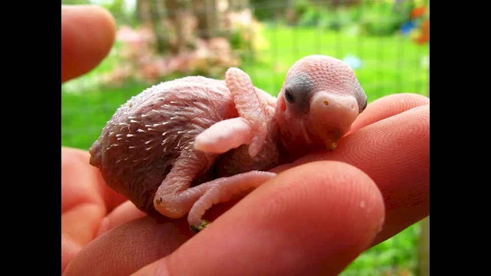 Wavy parrot chicks