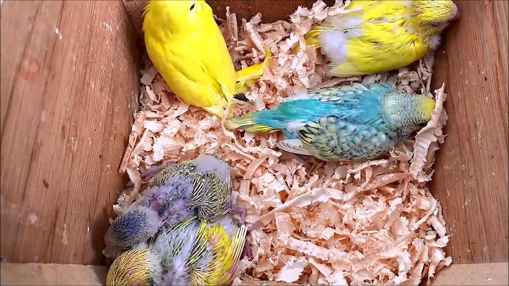 Wavy parrot chicks