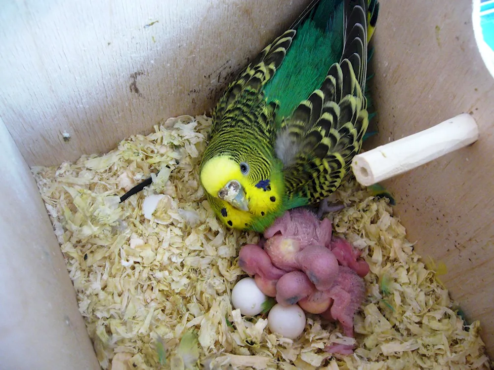 Harlequin wavy parrot chicks